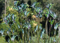 Kangaroo Paw Celebrations 'Masquerade' (Anigozanthos) - Ladybird Nursery