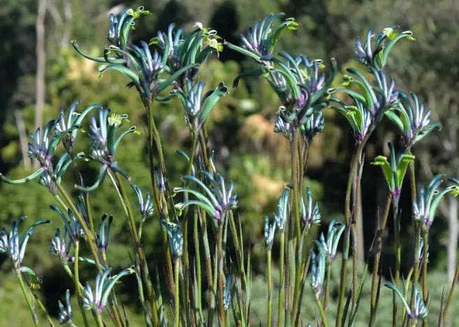 Kangaroo Paw Celebrations 'Masquerade' (Anigozanthos) - Ladybird Nursery
