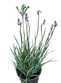 Kangaroo Paw Celebrations 'Masquerade' (Anigozanthos) - Ladybird Nursery