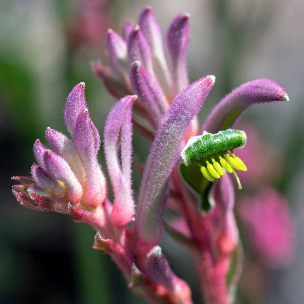 Kangaroo Paw 'Kings Park Royale' (Anigozanthos) - Ladybird Nursery
