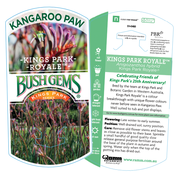 Kangaroo Paw 'Kings Park Royale' (Anigozanthos) - Ladybird Nursery