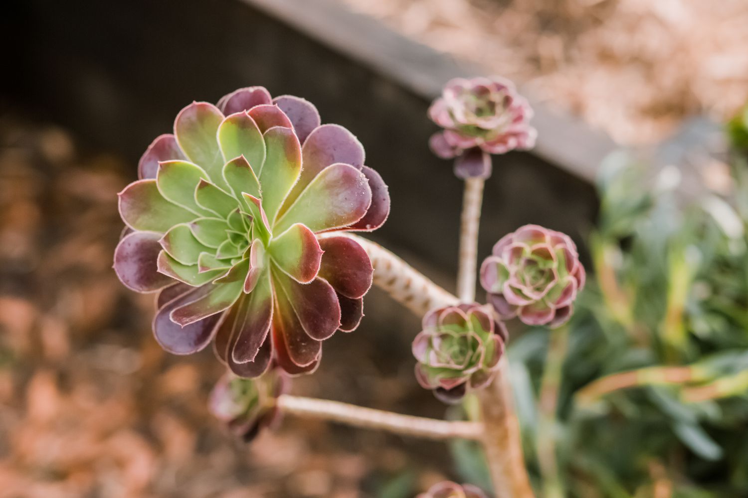 Tree Aeonium Green (Aeonium arboreum) - Ladybird Nursery