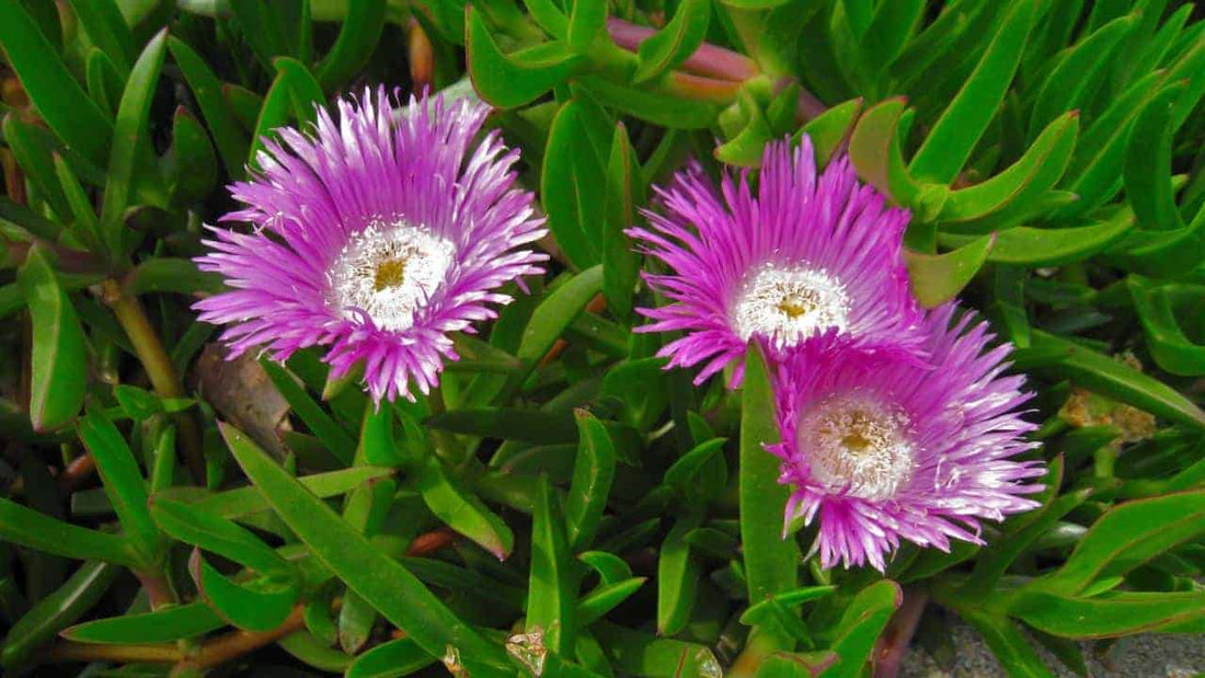 Karkalla (Carpobrotus rossii) – Tucker Bush - Ladybird Nursery