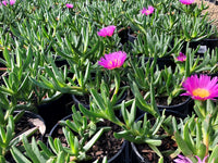 Karkalla (Carpobrotus rossii) – Tucker Bush - Ladybird Nursery