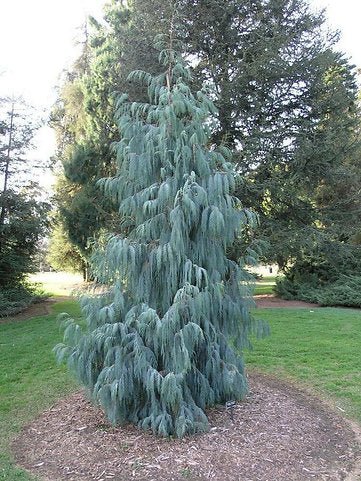 Kashmir Cypress Blue Cascade (Cupressus cashmeriana) - Ladybird Nursery