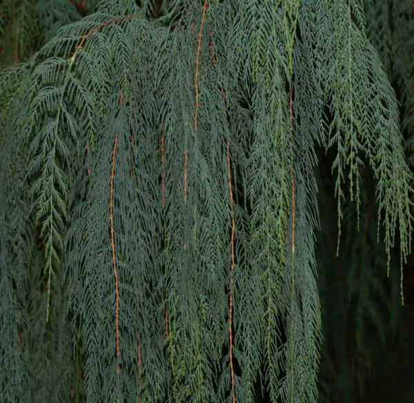 Kashmir Cypress Blue Cascade (Cupressus cashmeriana)