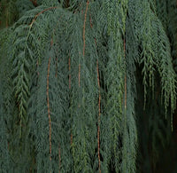 Kashmir Cypress Blue Cascade (Cupressus cashmeriana)