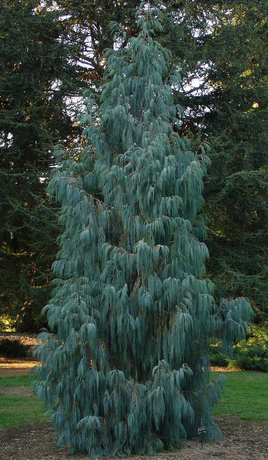 Kashmir Cypress Blue Cascade (Cupressus cashmeriana)