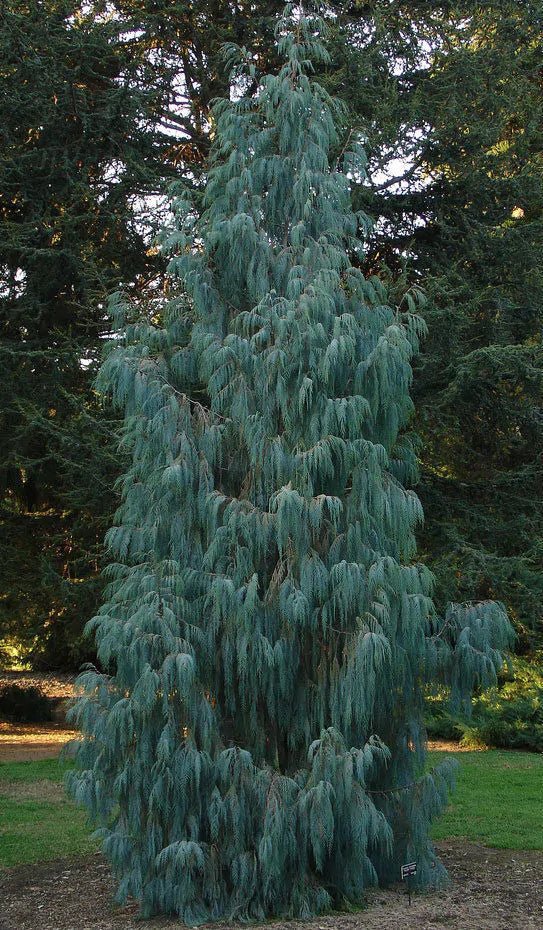 Kashmir Cypress Blue Cascade (Cupressus cashmeriana) - Ladybird Nursery