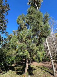 Kashmir Cypress (Cupressus cashmeriana) - Ladybird Nursery