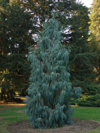 Kashmir Cypress (Cupressus cashmeriana) - Ladybird Nursery