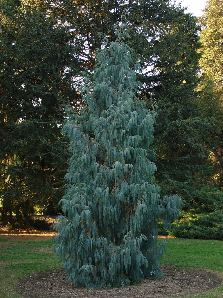 Kashmir Cypress (Cupressus cashmeriana) - Ladybird Nursery