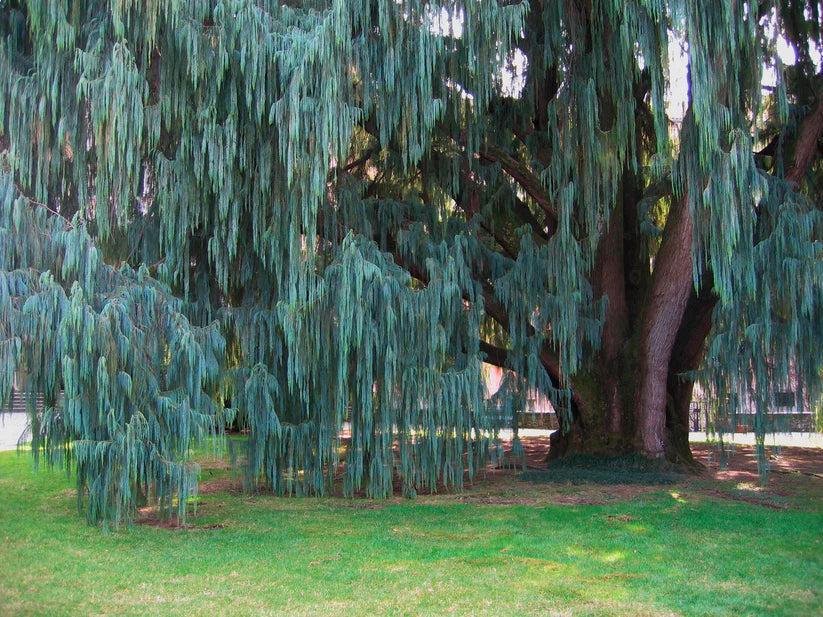 Kashmir Cypress (Cupressus cashmeriana)