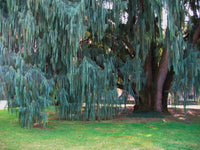 Kashmir Cypress (Cupressus cashmeriana)