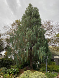 Kashmir Cypress (Cupressus cashmeriana)