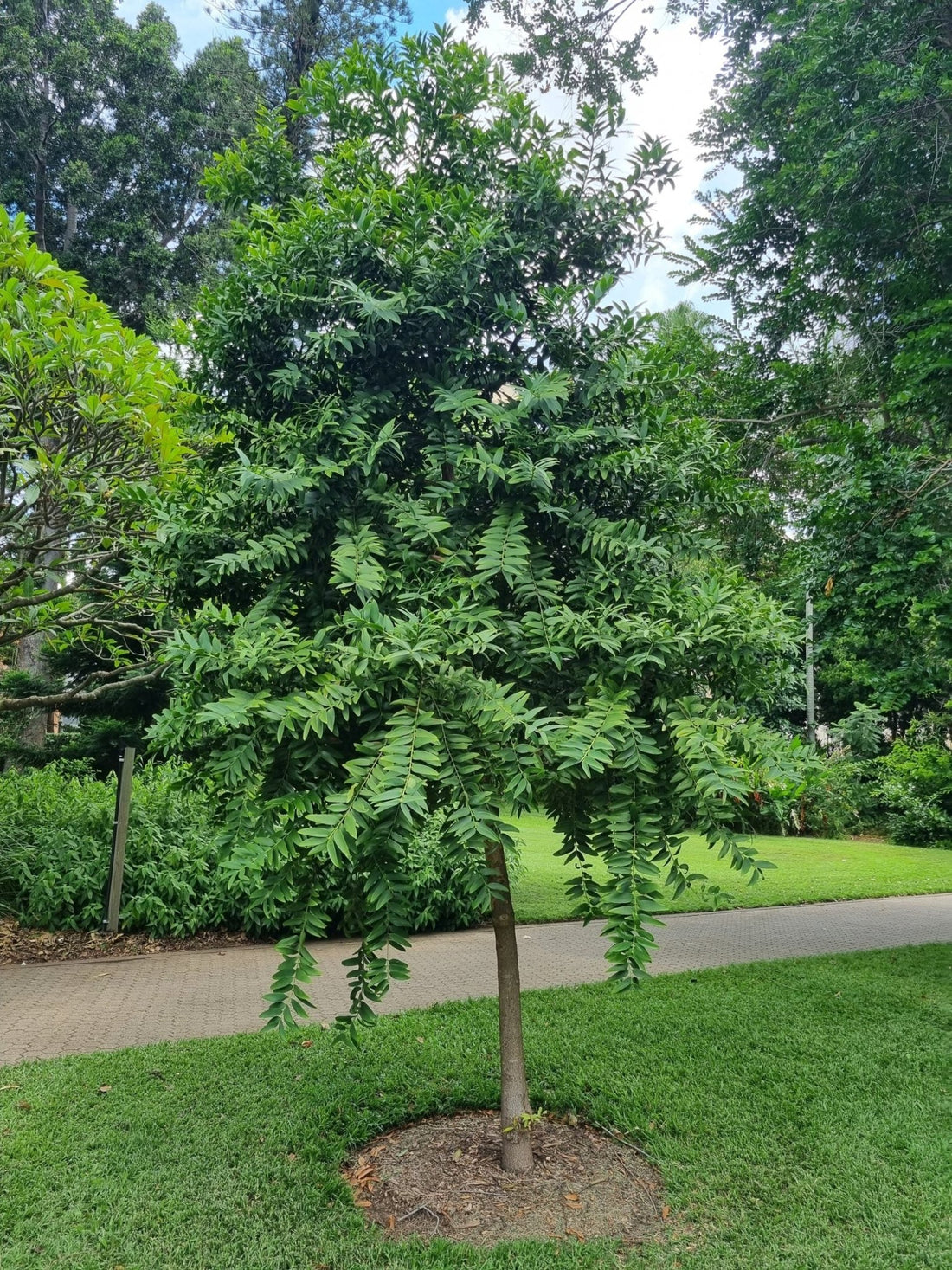 Kauri Pine (Agathis robusta) - Advanced (PICK UP ONLY) - Ladybird Nursery