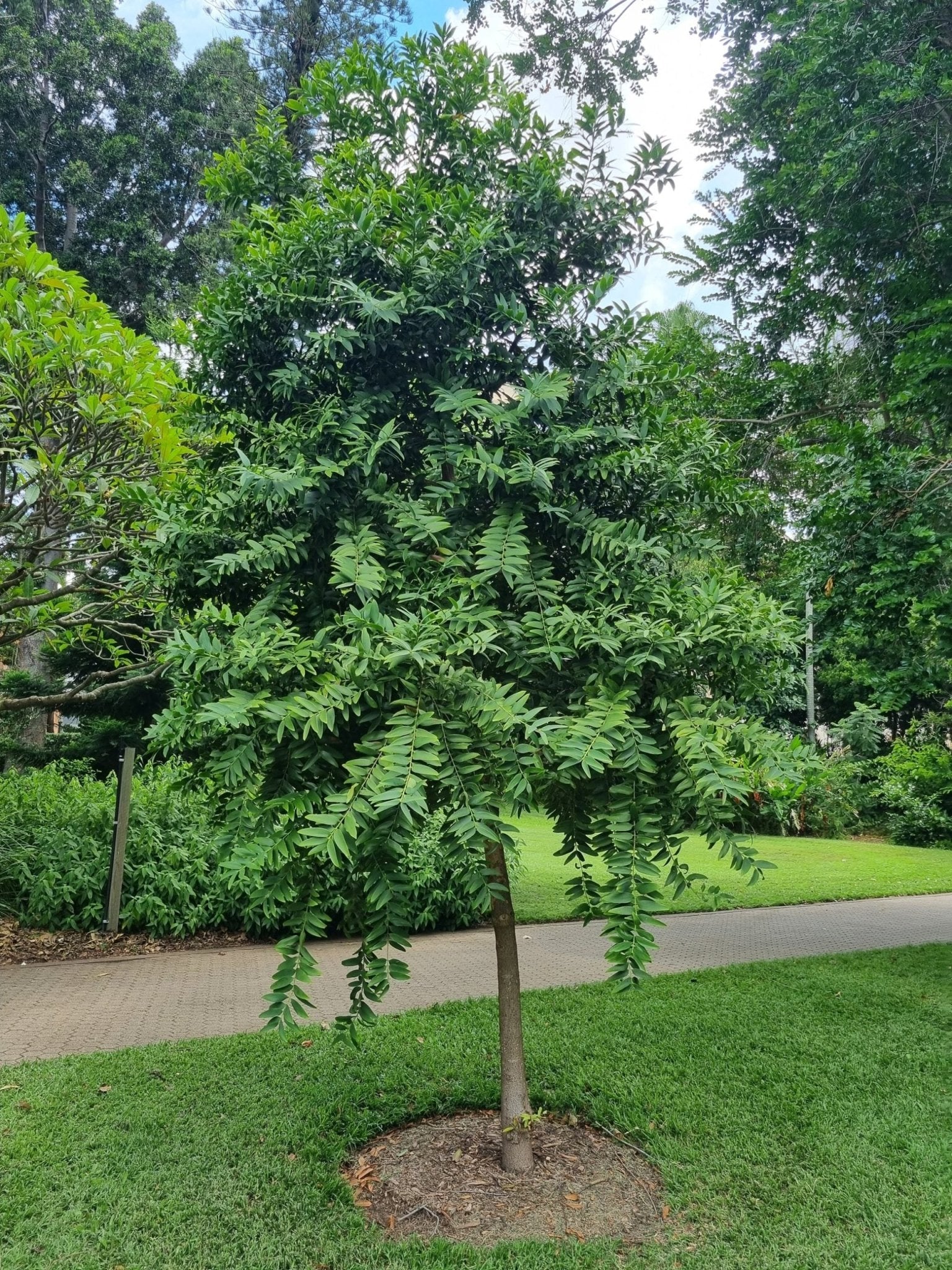Kauri Pine (Agathis robusta) - Advanced (PICK UP ONLY) - Ladybird Nursery