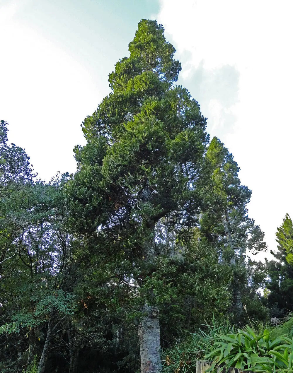 Kauri Pine (Agathis robusta) - Advanced