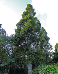 Kauri Pine (Agathis robusta) - Advanced