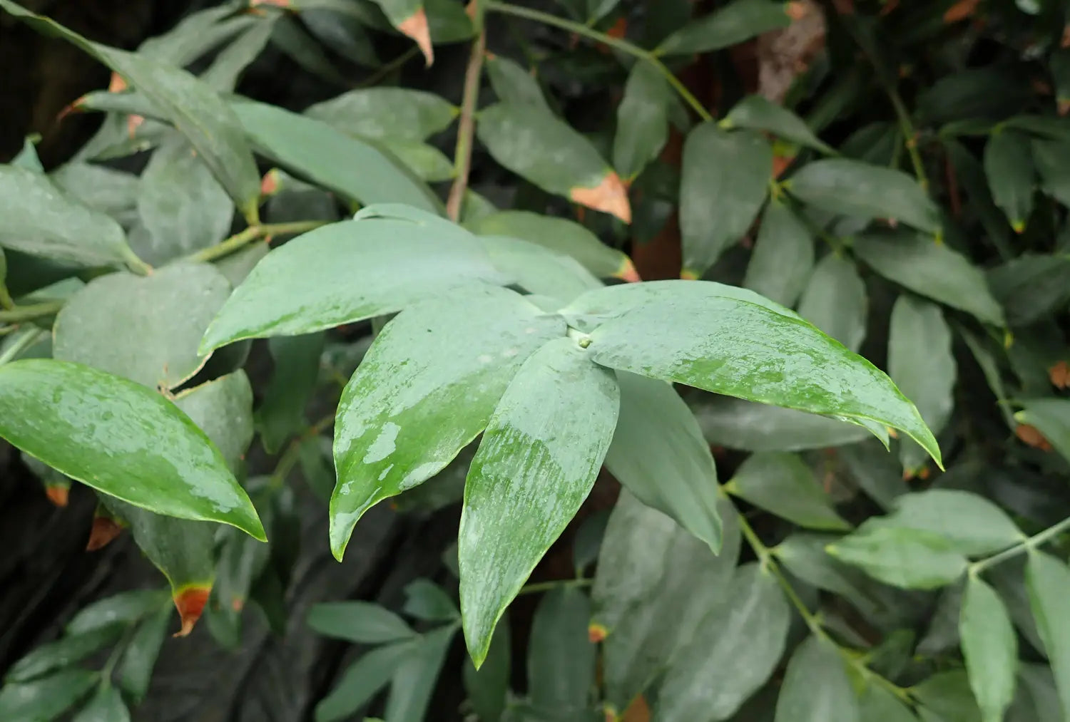 Kauri Pine (Agathis robusta) - Advanced