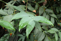 Kauri Pine (Agathis robusta) - Advanced