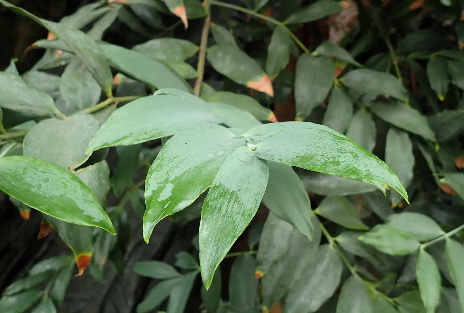 Kauri Pine (Agathis robusta) - Advanced (PICK UP ONLY) - Ladybird Nursery