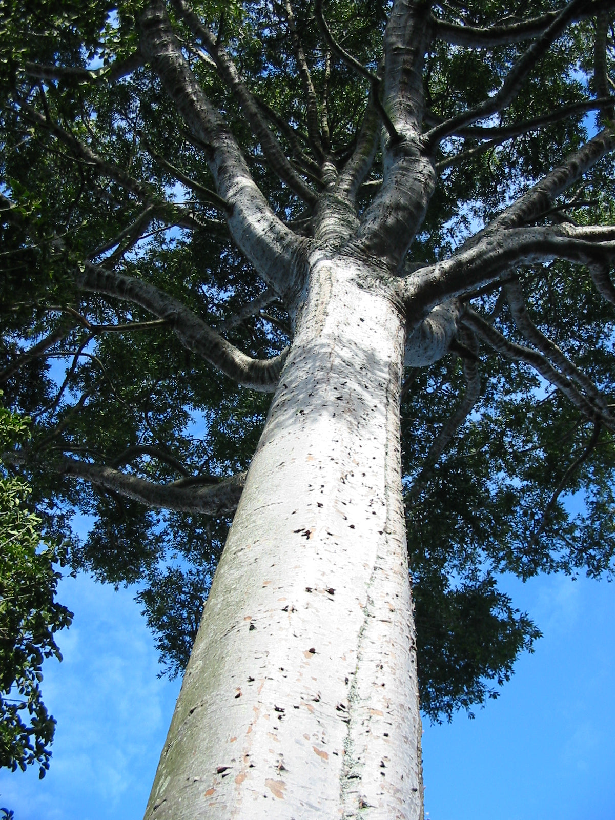 Kauri Pine (Agathis robusta) - Advanced