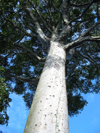 Kauri Pine (Agathis robusta) - Advanced (PICK UP ONLY) - Ladybird Nursery