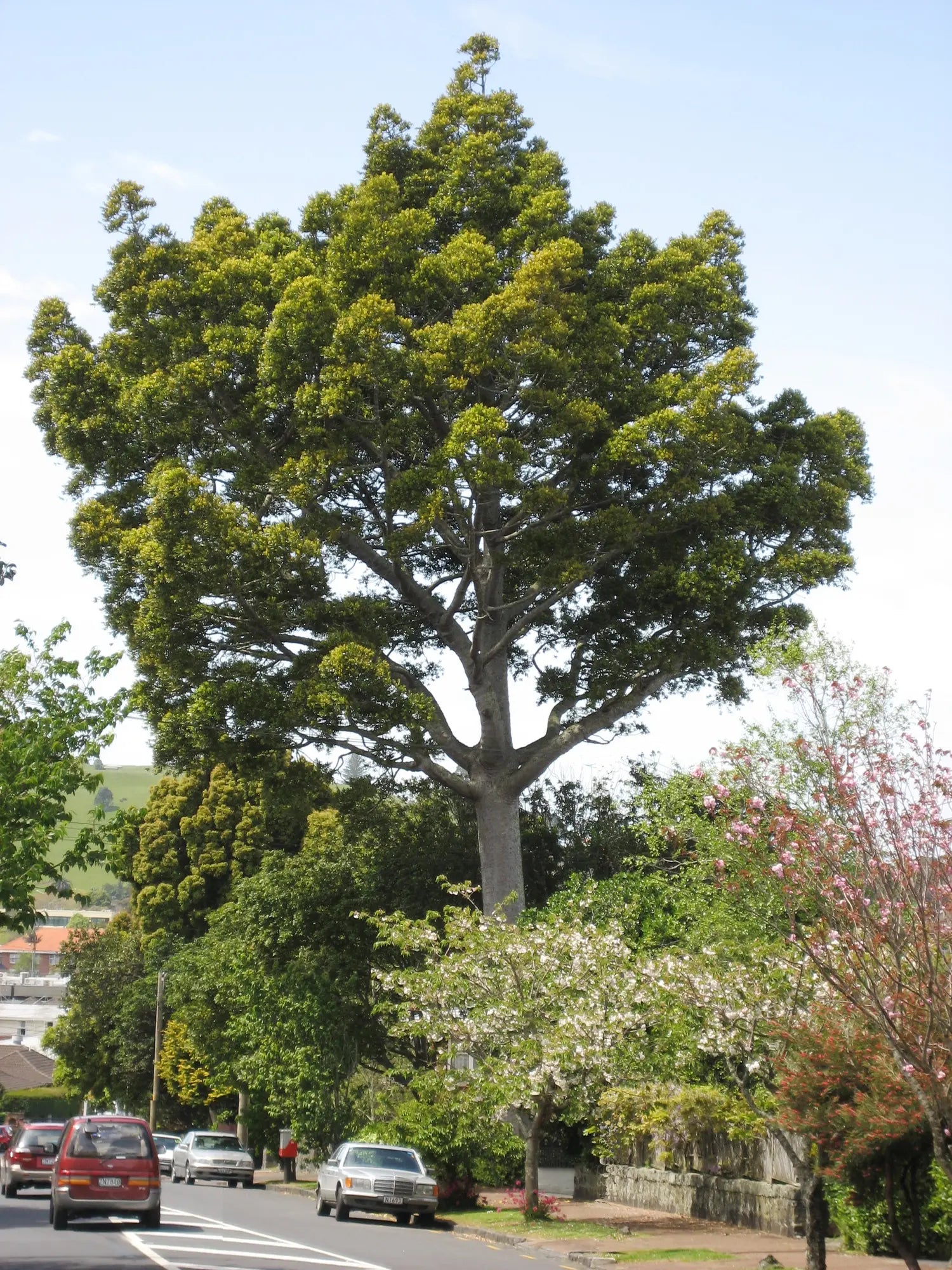 Kauri Pine (Agathis robusta) - Advanced
