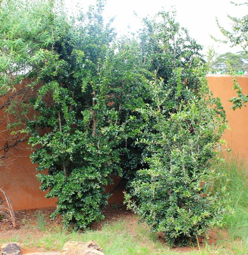 Kei Apple - Ladybird Nursery