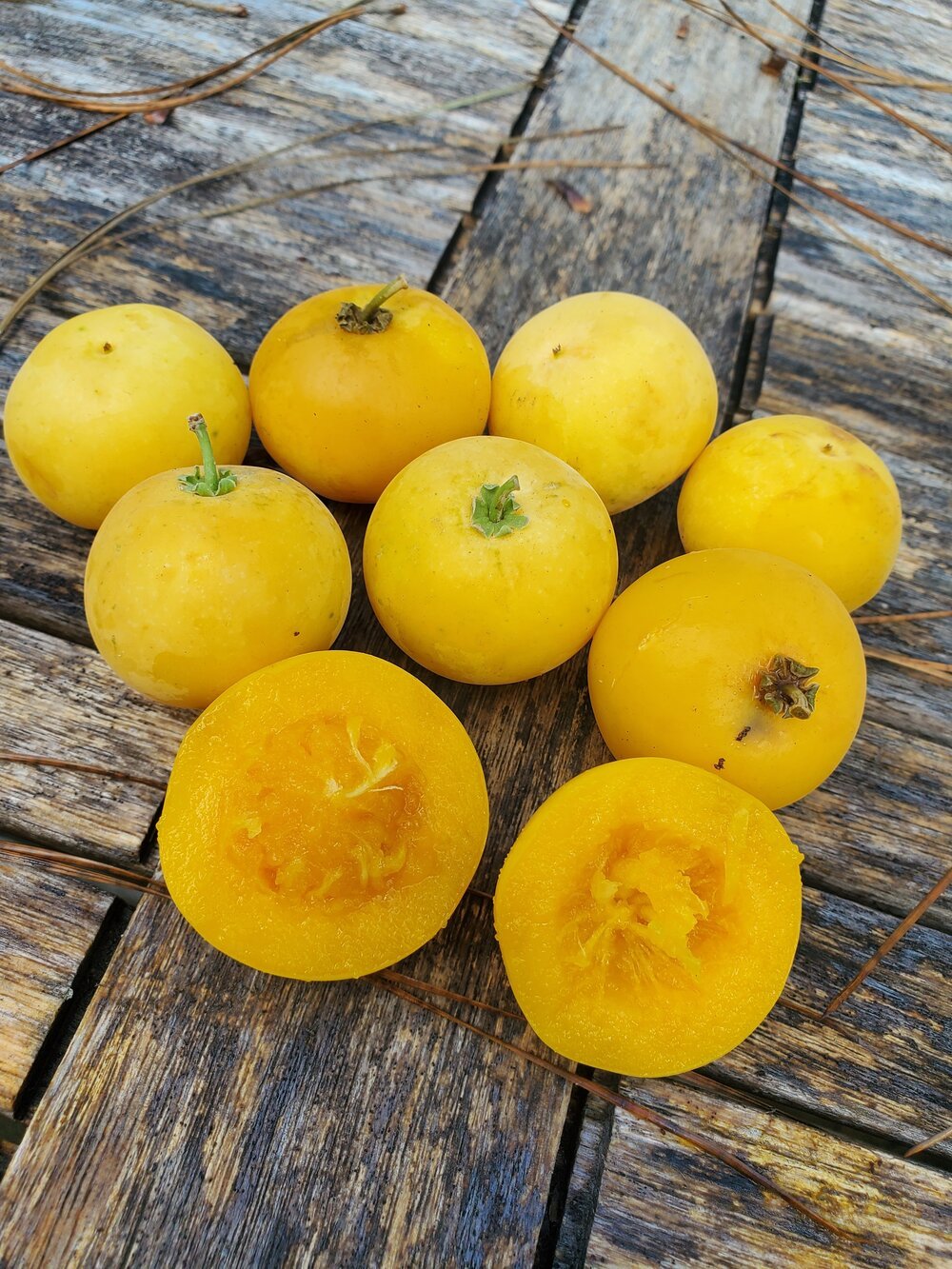 Kei Apple - Ladybird Nursery