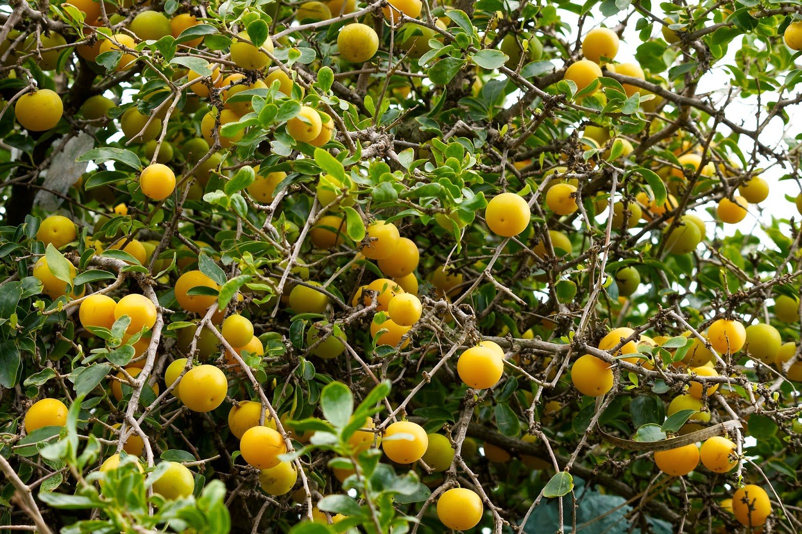 Kei Apple - Ladybird Nursery