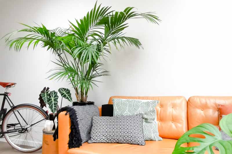 Kentia Palm (Howea forsteriana)