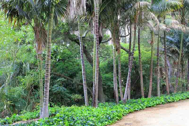 Kentia Palm (Howea forsteriana) - Ladybird Nursery