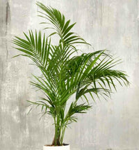 Kentia Palm (Howea forsteriana)