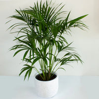 Kentia Palm Multi planted (Howea forsteriana)