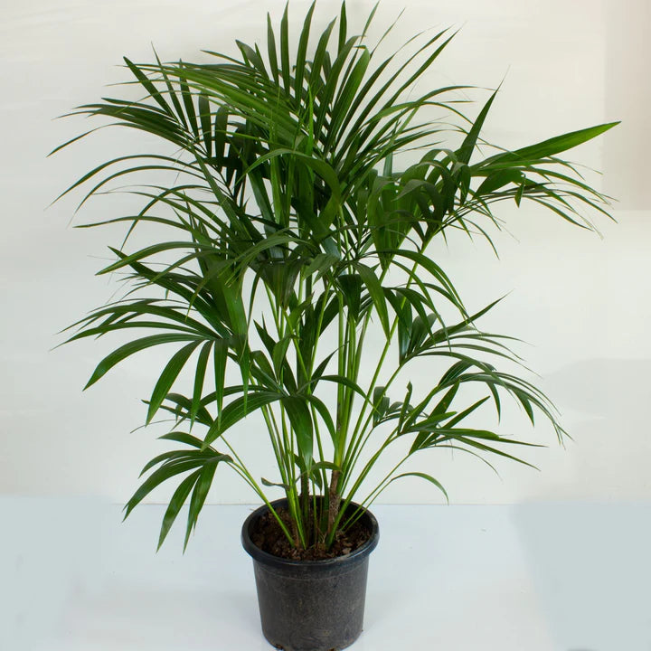 Kentia Palm Multi planted (Howea forsteriana)