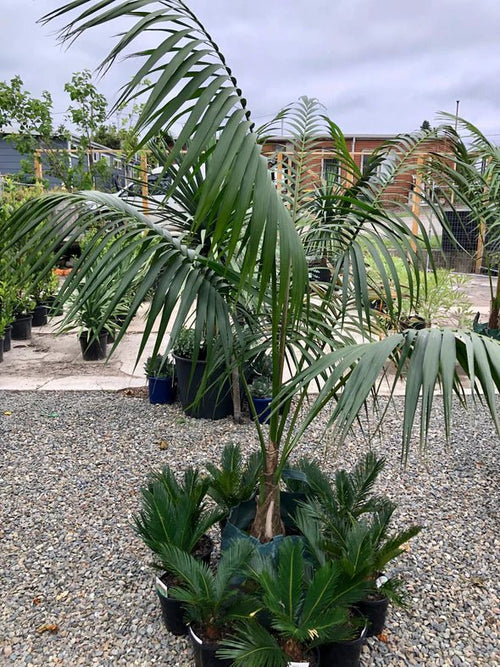 Kentia Palm Multi planted (Howea forsteriana) - Ladybird Nursery