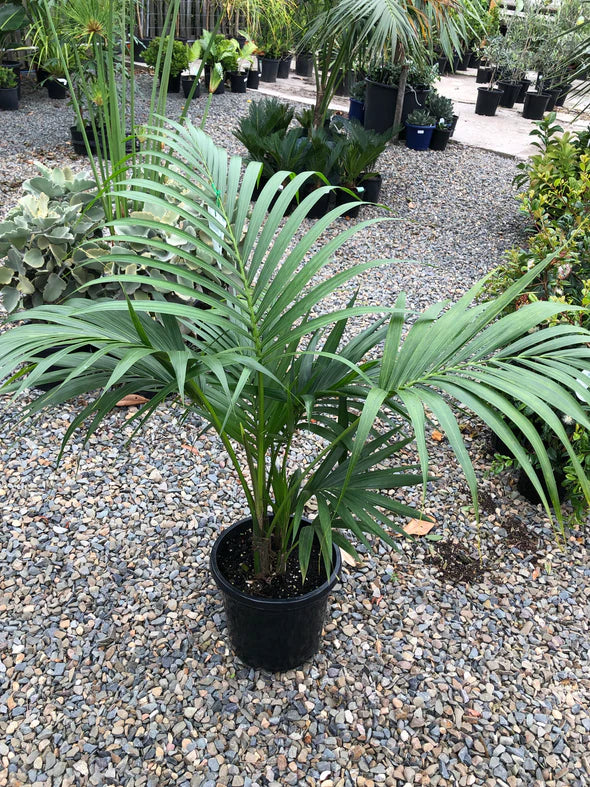 Kentia Palm Multi planted (Howea forsteriana)