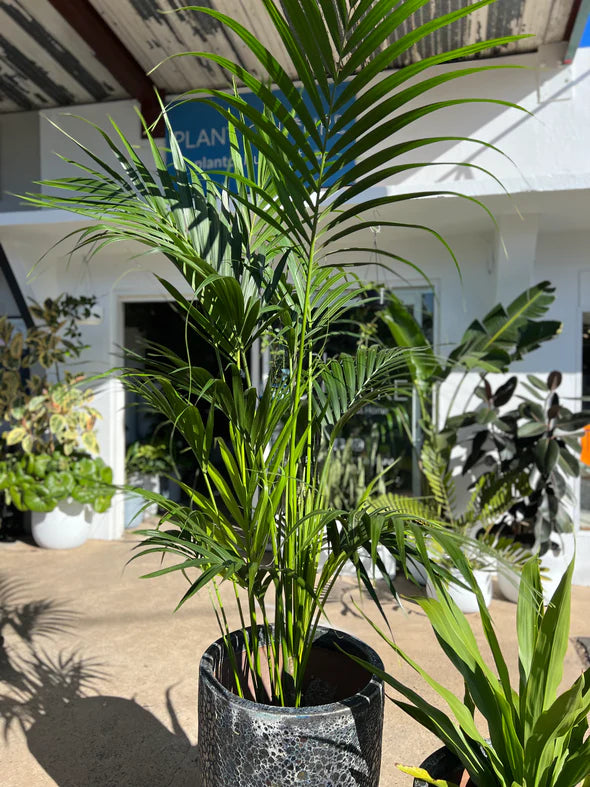 Kentia Palm Multi planted (Howea forsteriana)