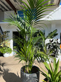 Kentia Palm Multi planted (Howea forsteriana)