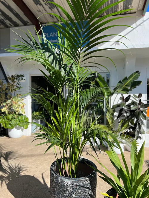 Kentia Palm Multi planted (Howea forsteriana) - Ladybird Nursery