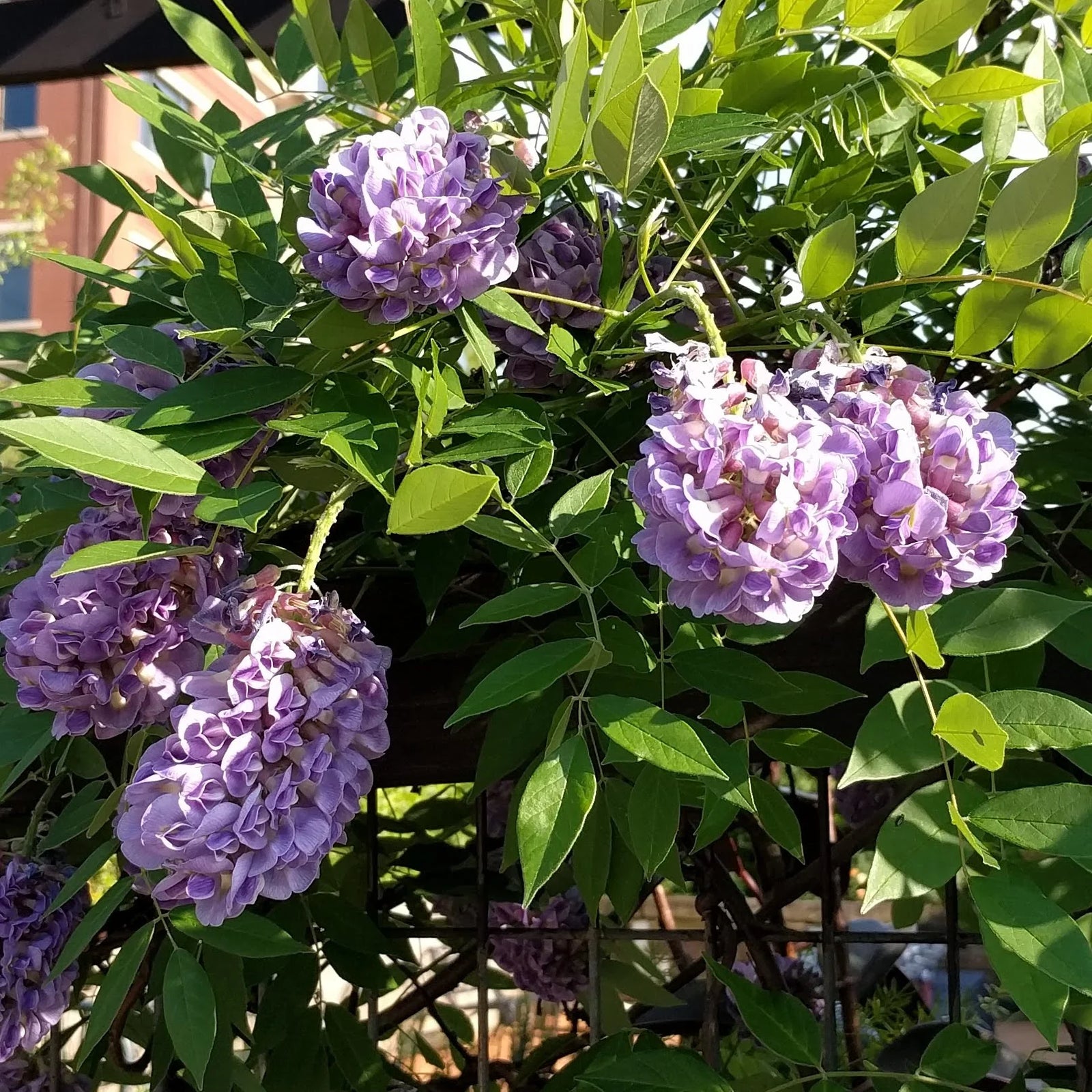 Kentucky Wisteria Bayou 2 Oclock (Wisteria macrostachya) - Ladybird Nursery