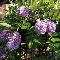 Kentucky Wisteria Bayou 2 Oclock (Wisteria macrostachya)