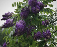Kentucky Wisteria Bayou 2 Oclock (Wisteria macrostachya) - Ladybird Nursery
