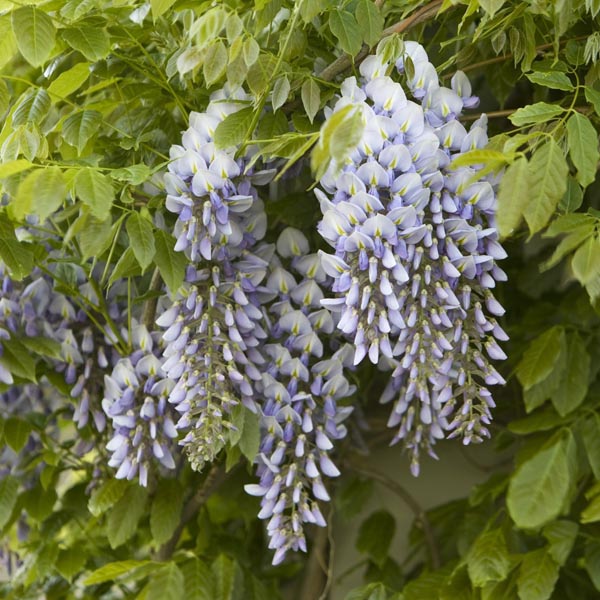 Kentucky Wisteria Bayou 2 Oclock (Wisteria macrostachya)