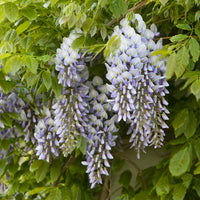 Kentucky Wisteria Bayou 2 Oclock (Wisteria macrostachya)