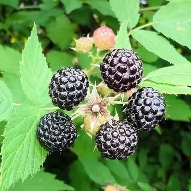 Keriberry Fruit Tree – Buy Now! – Ladybird Nursery