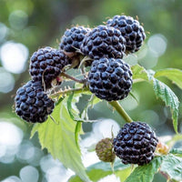 Keriberry - Ladybird Nursery