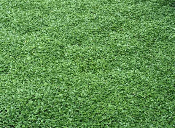 Kidney Weed (Dichondra repens)